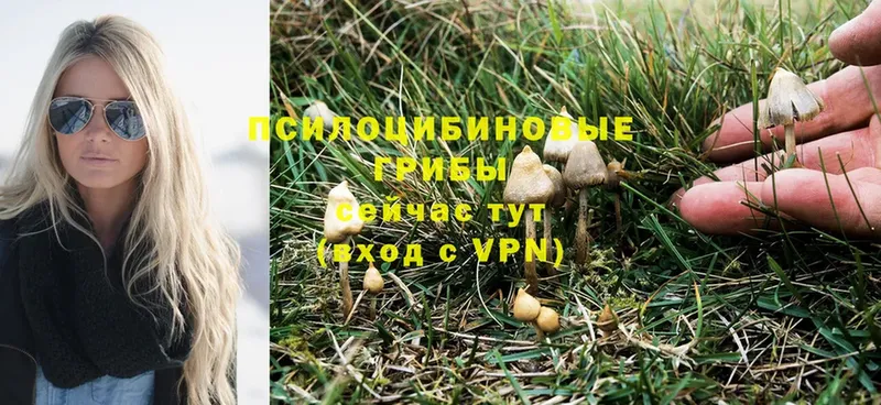 Галлюциногенные грибы Psilocybe  Покачи 